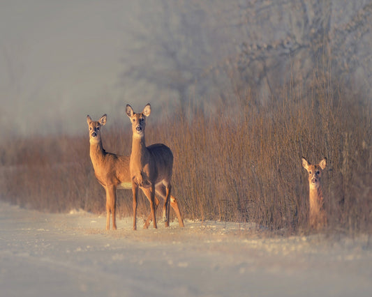 Winter Deer Trio