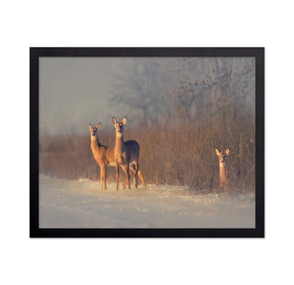 Winter Deer Trio