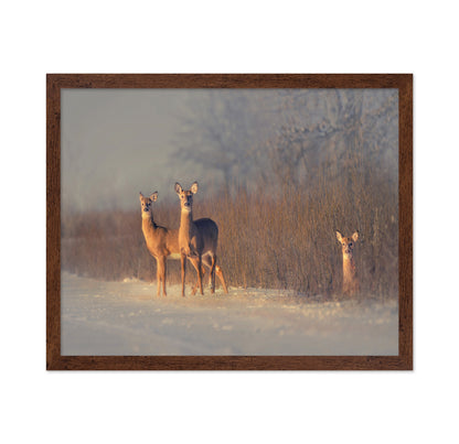 Winter Deer Trio