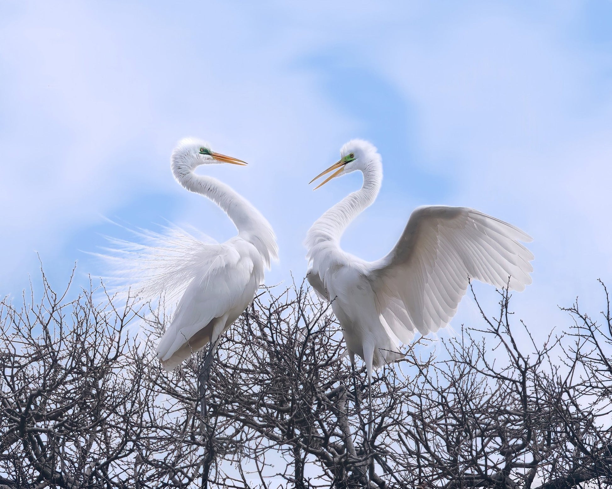 Egret Heart Pair