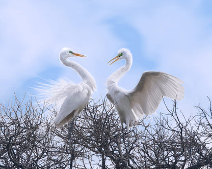 Egret Heart Pair