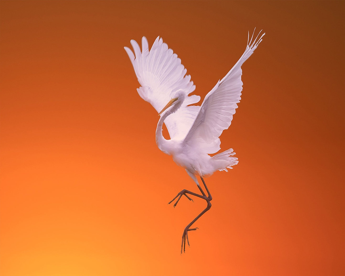 White Egret Dance