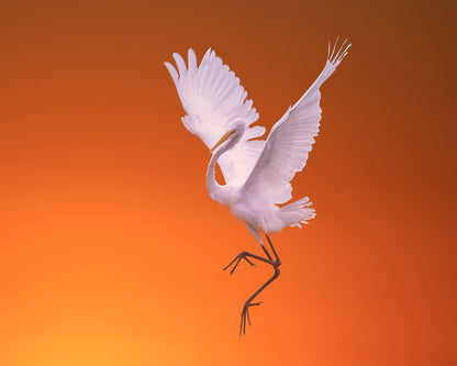 White Egret Dance
