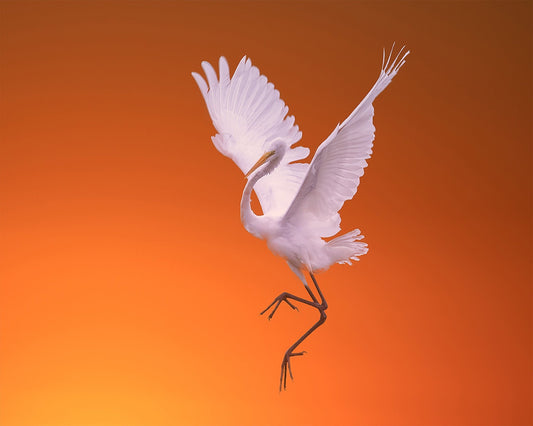 White Egret Dance