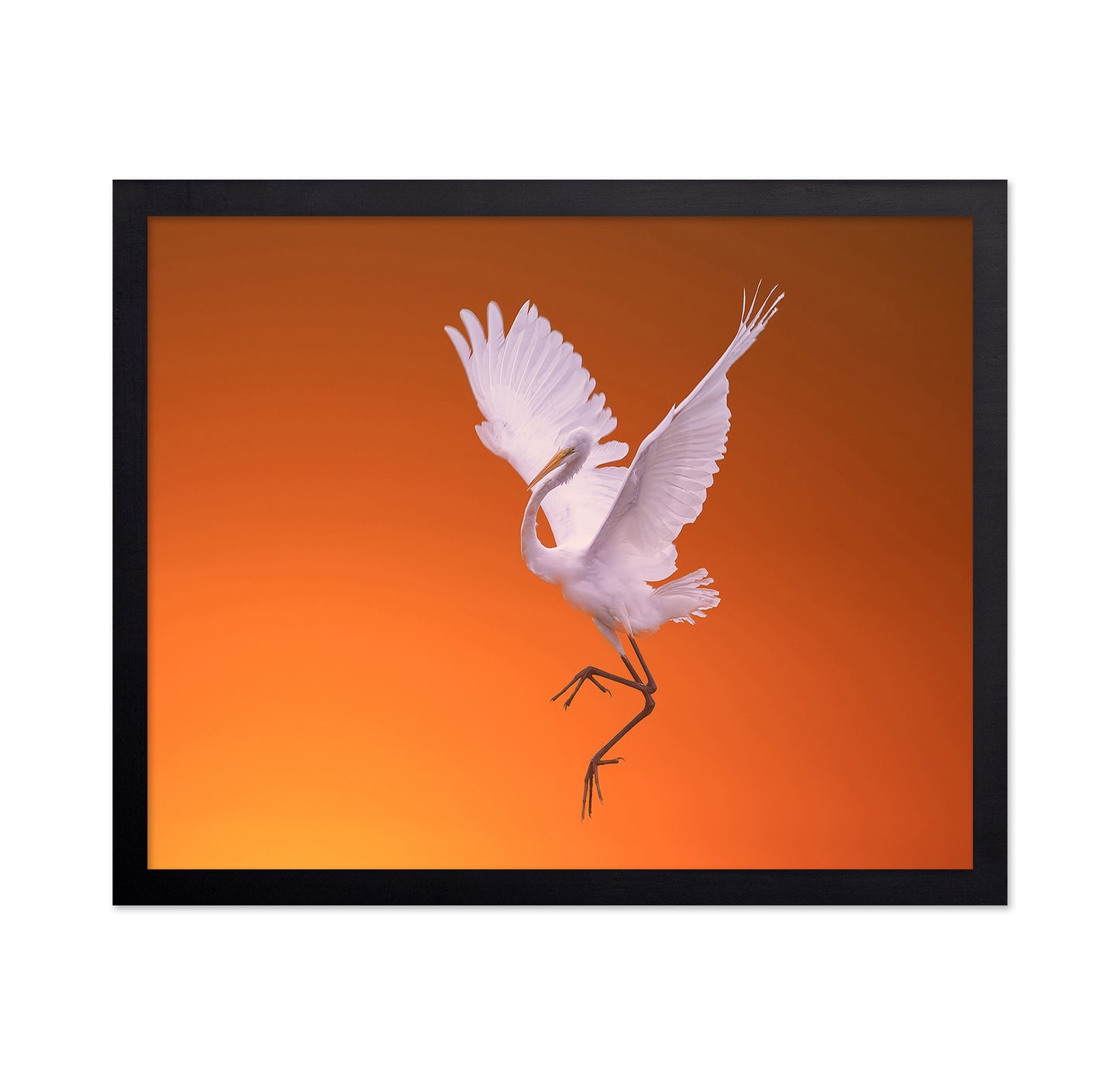 White Egret Dance