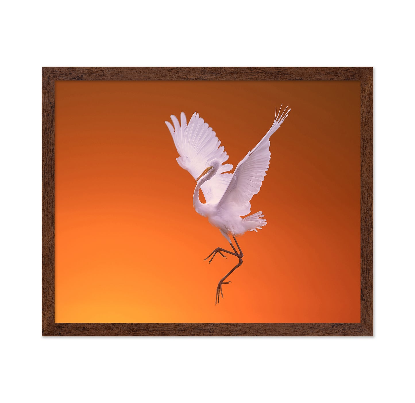 White Egret Dance