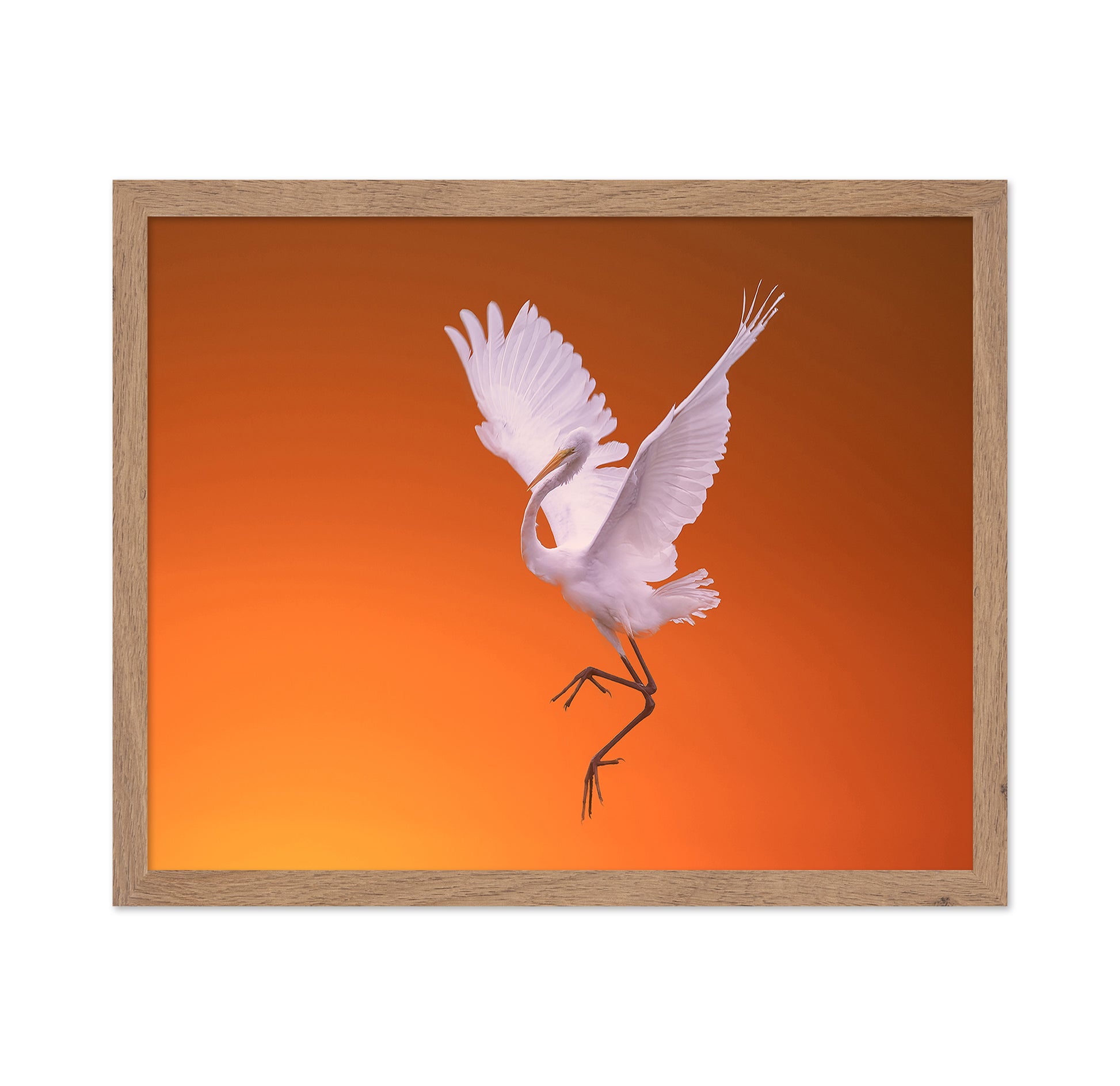 White Egret Dance
