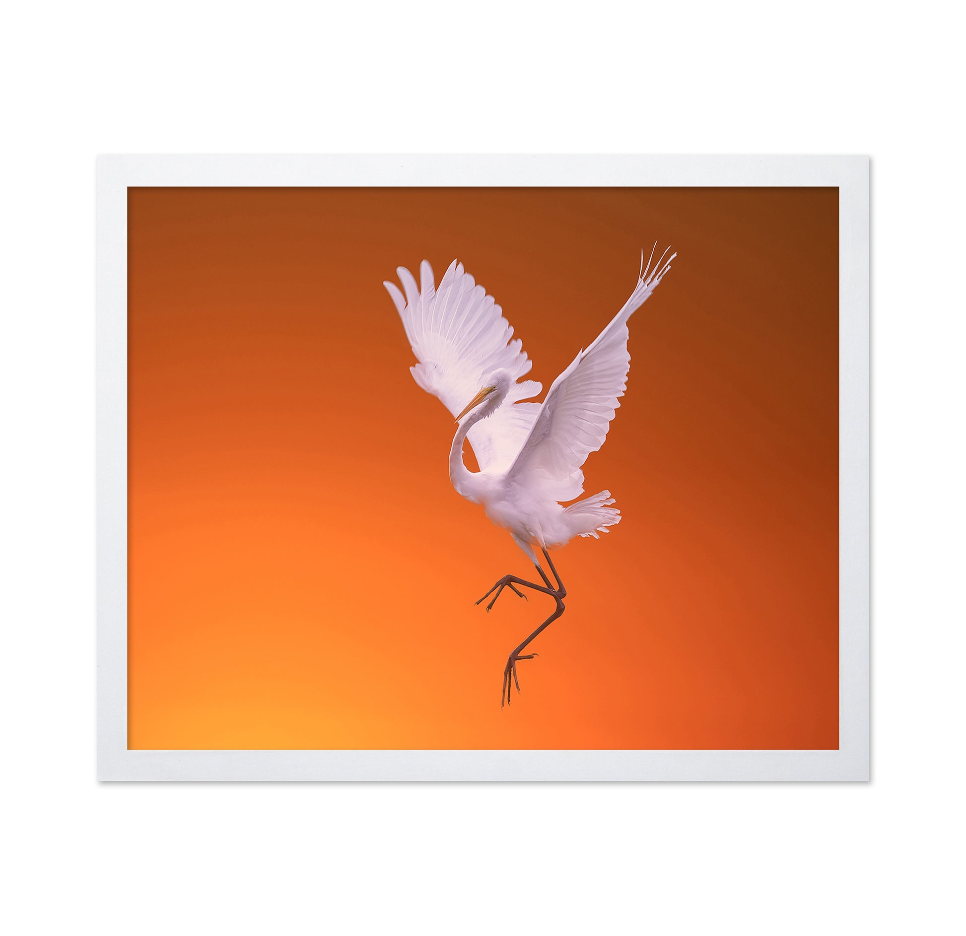 White Egret Dance