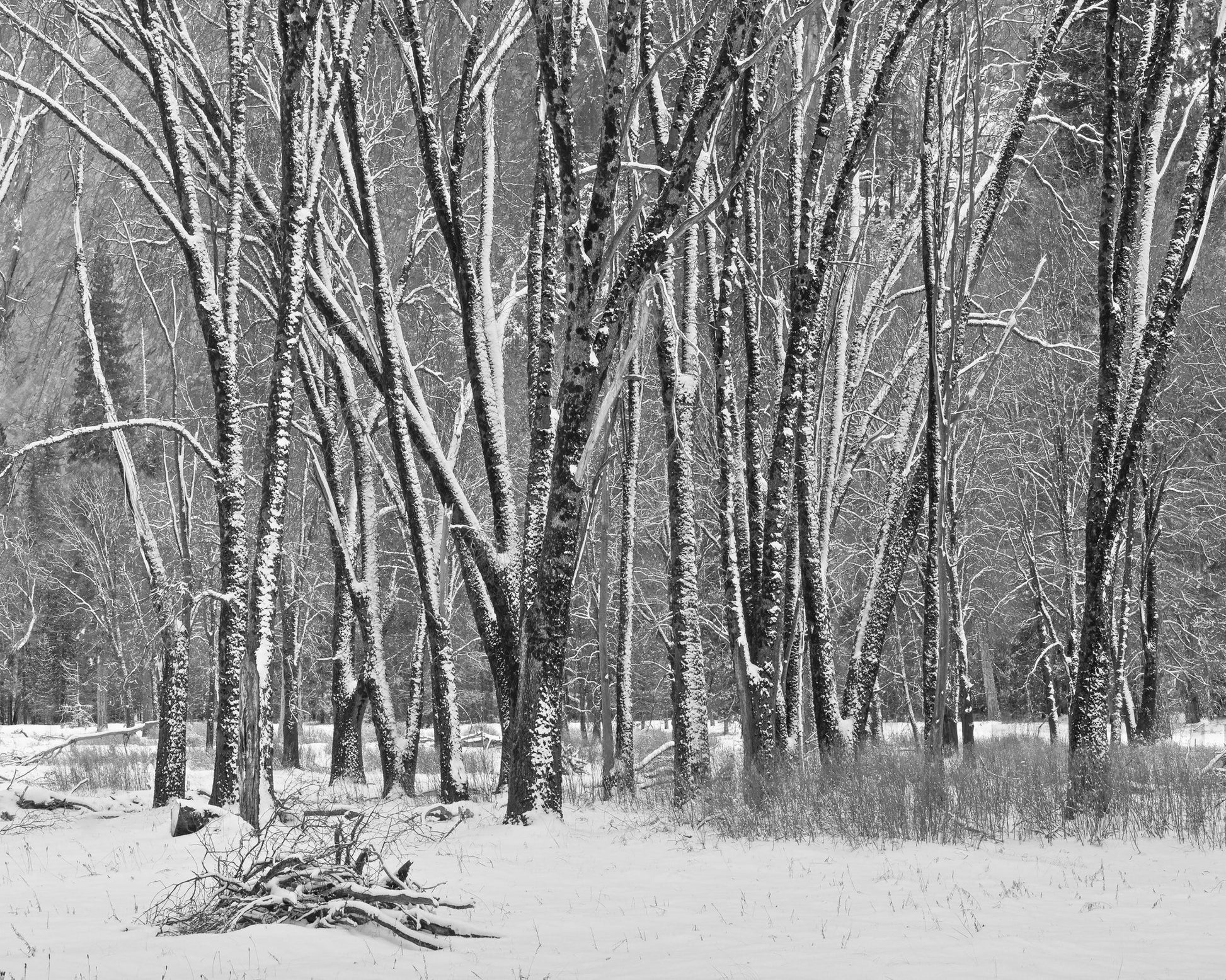 Snowy Forest Trees