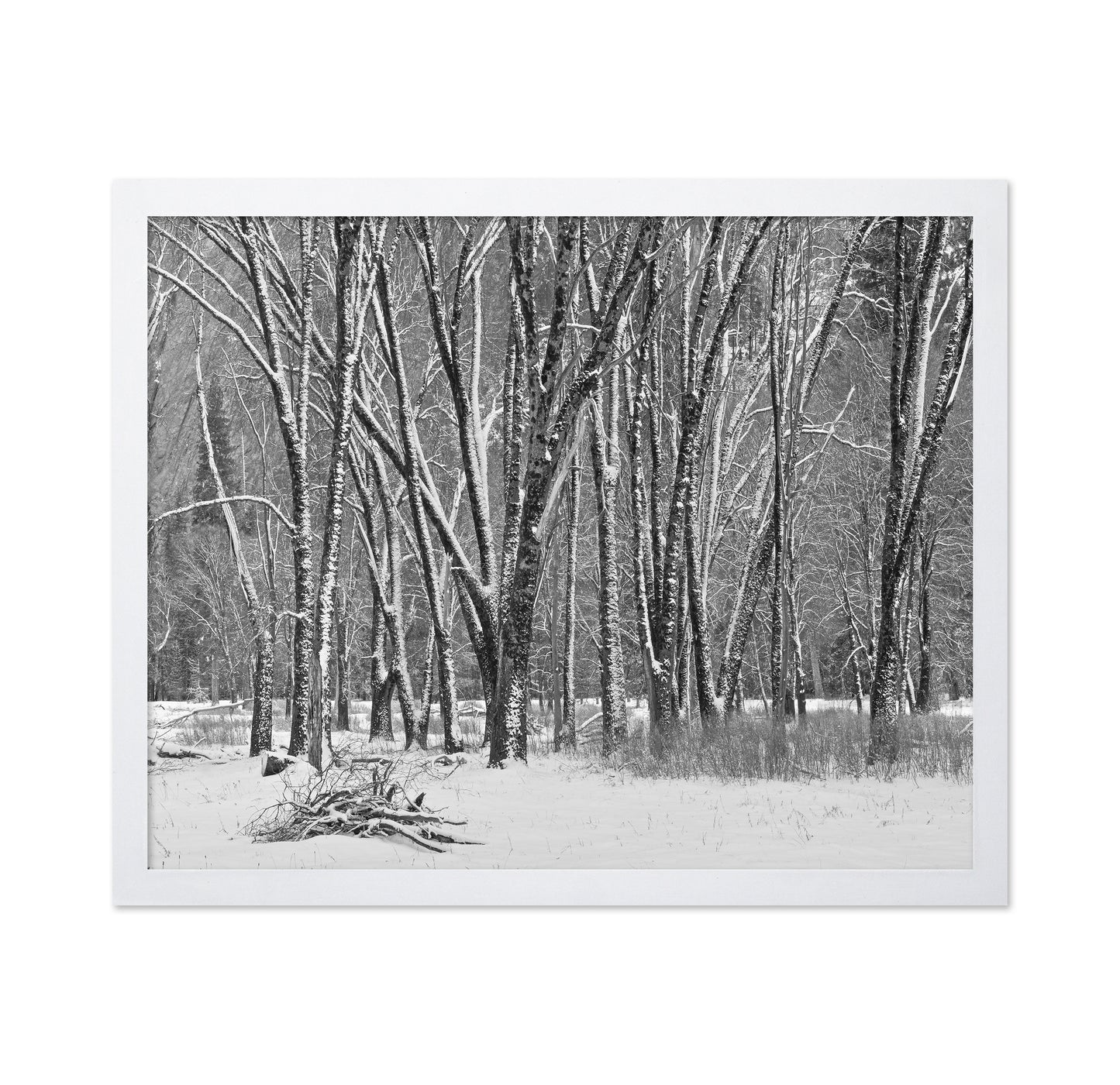 Snowy Forest Trees