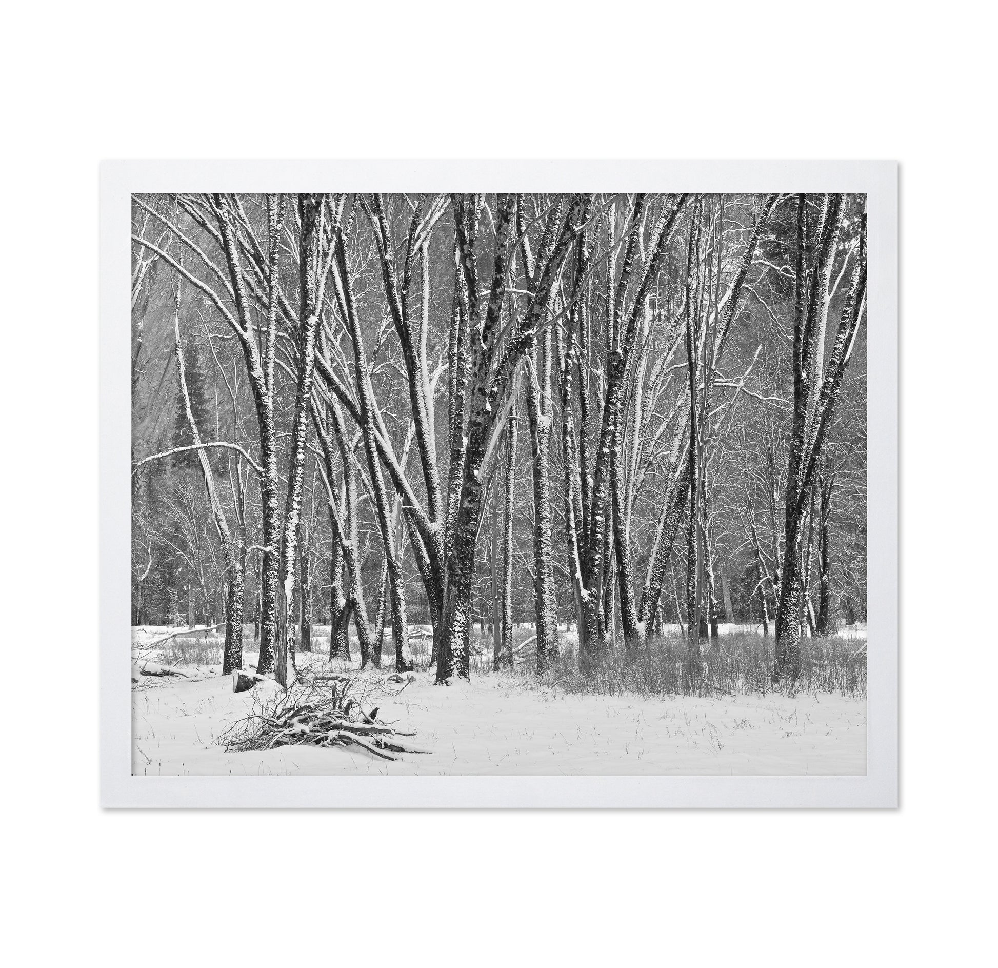 Snowy Forest Trees
