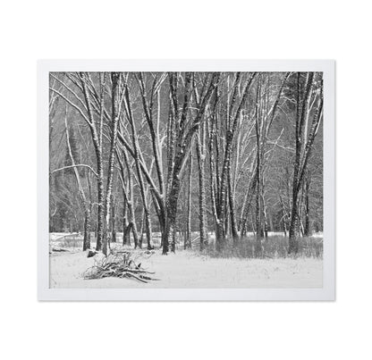 Snowy Forest Trees