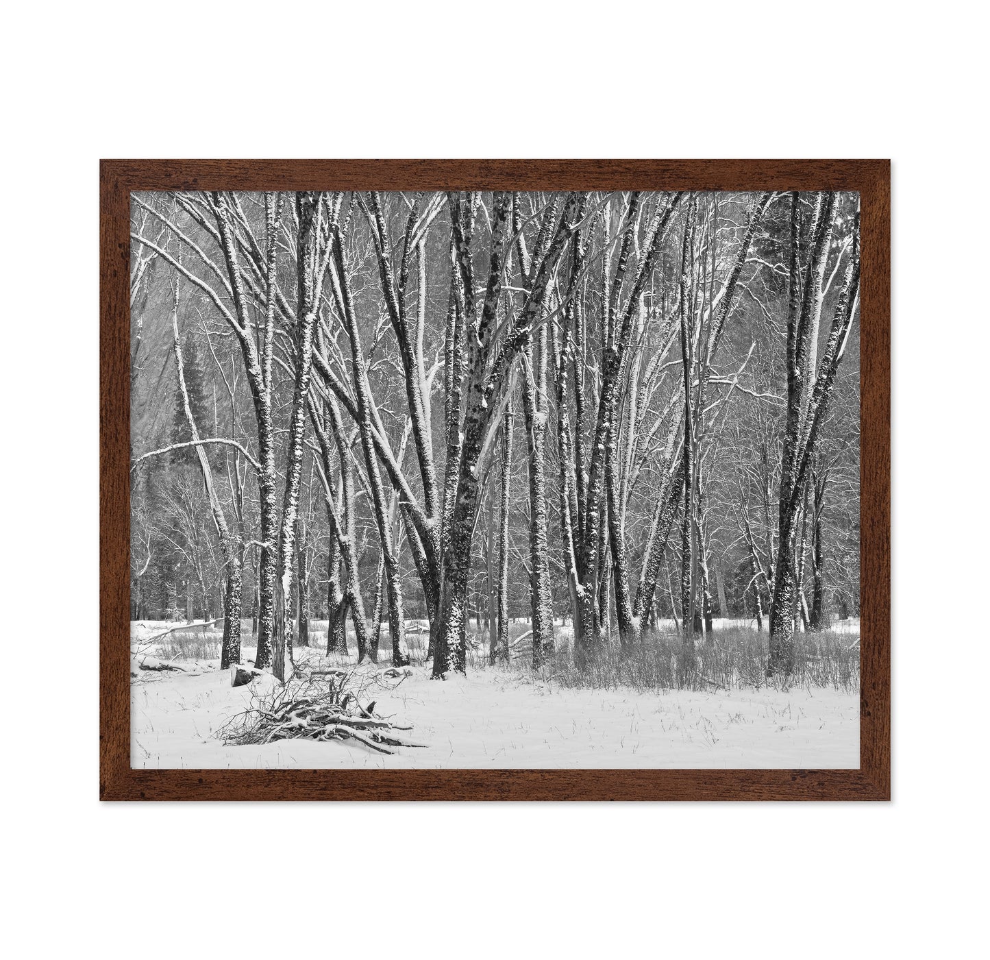 Snowy Forest Trees