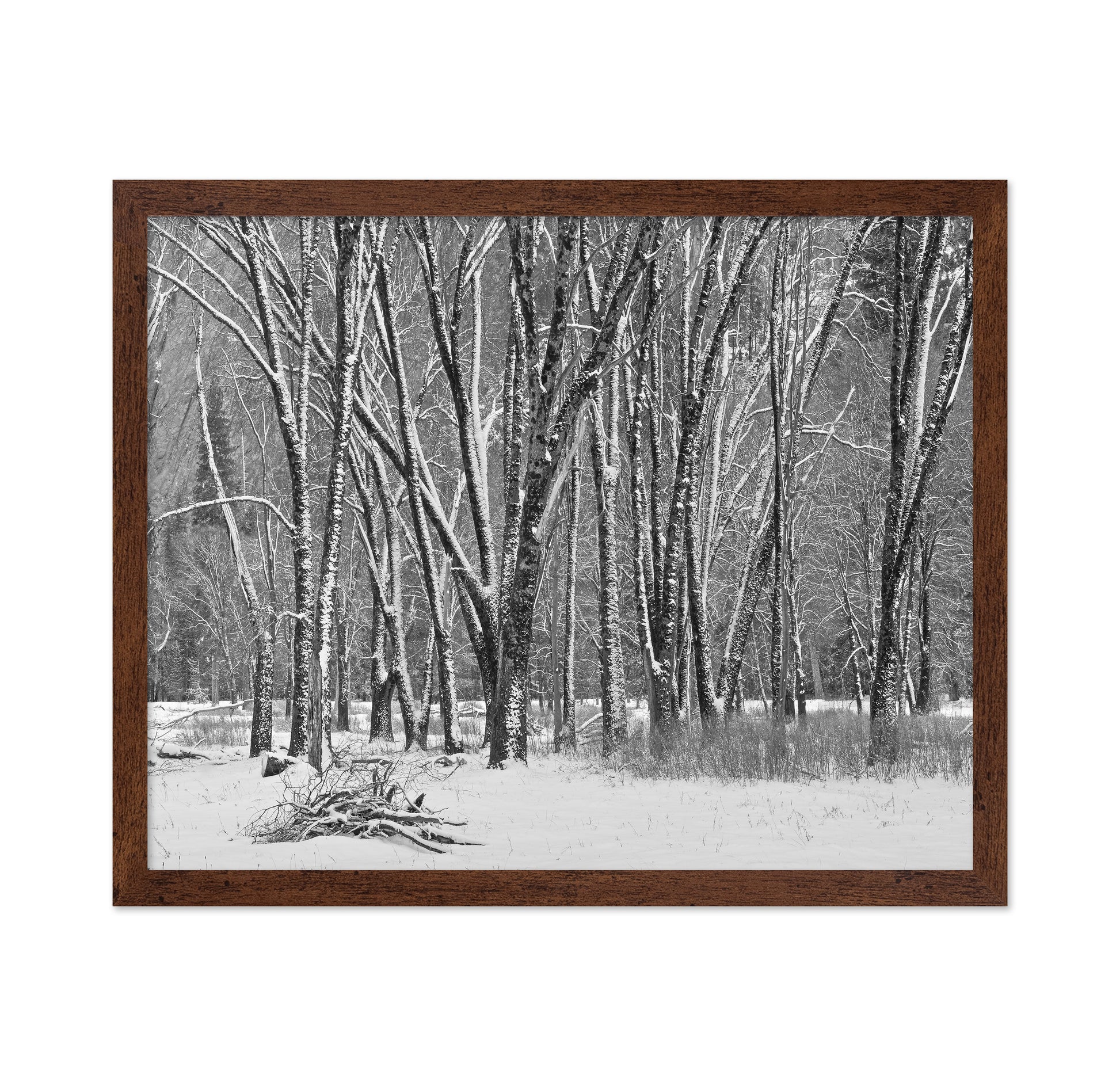 Snowy Forest Trees