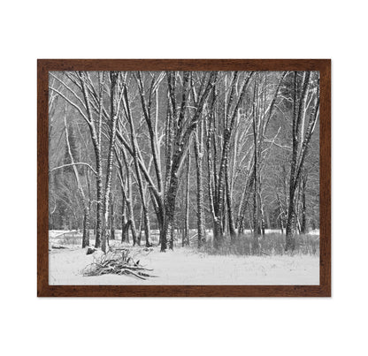 Snowy Forest Trees