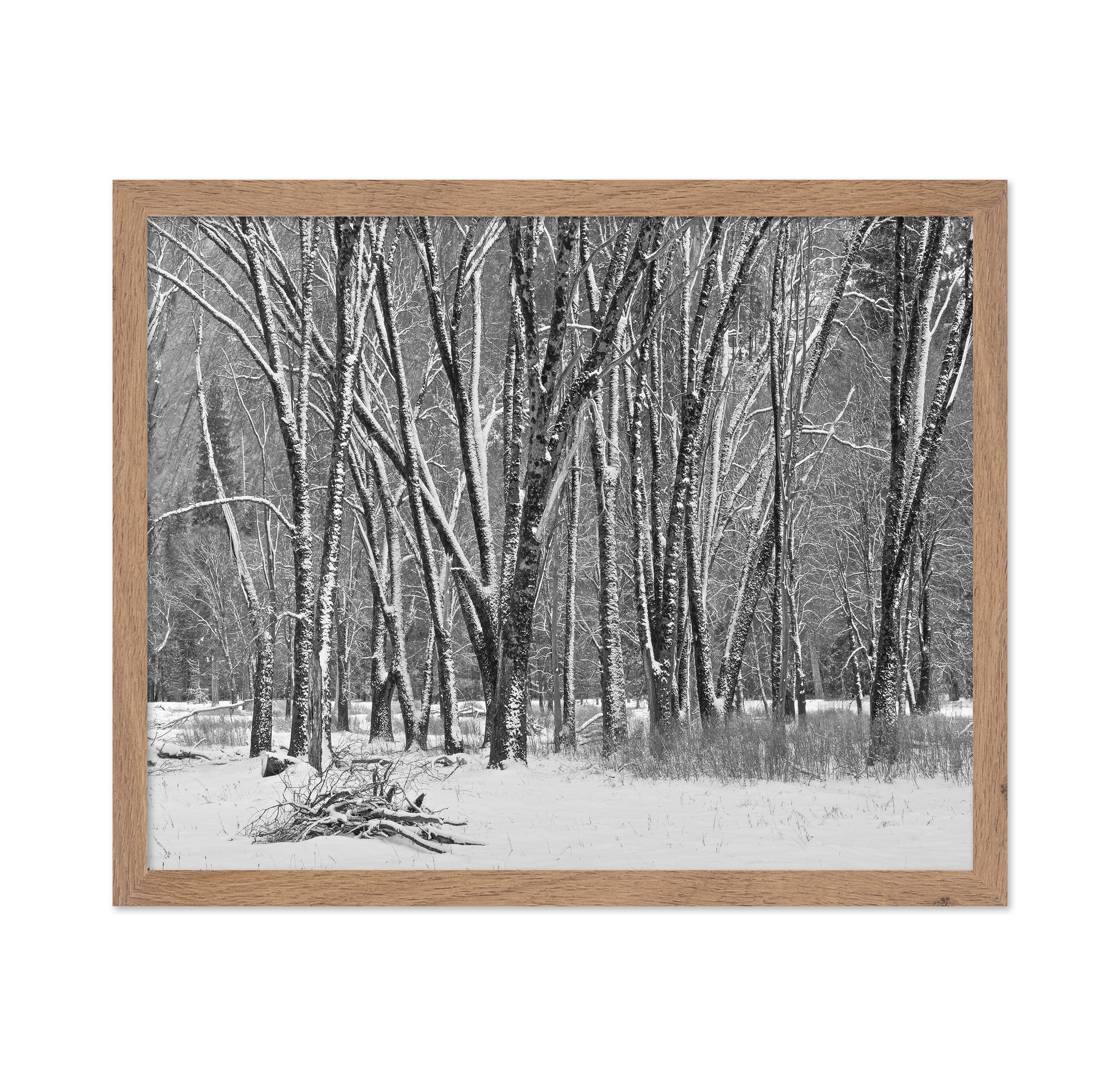 Snowy Forest Trees