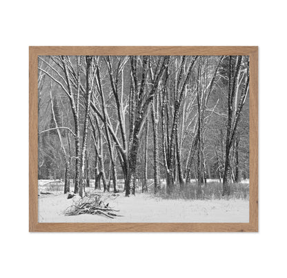 Snowy Forest Trees