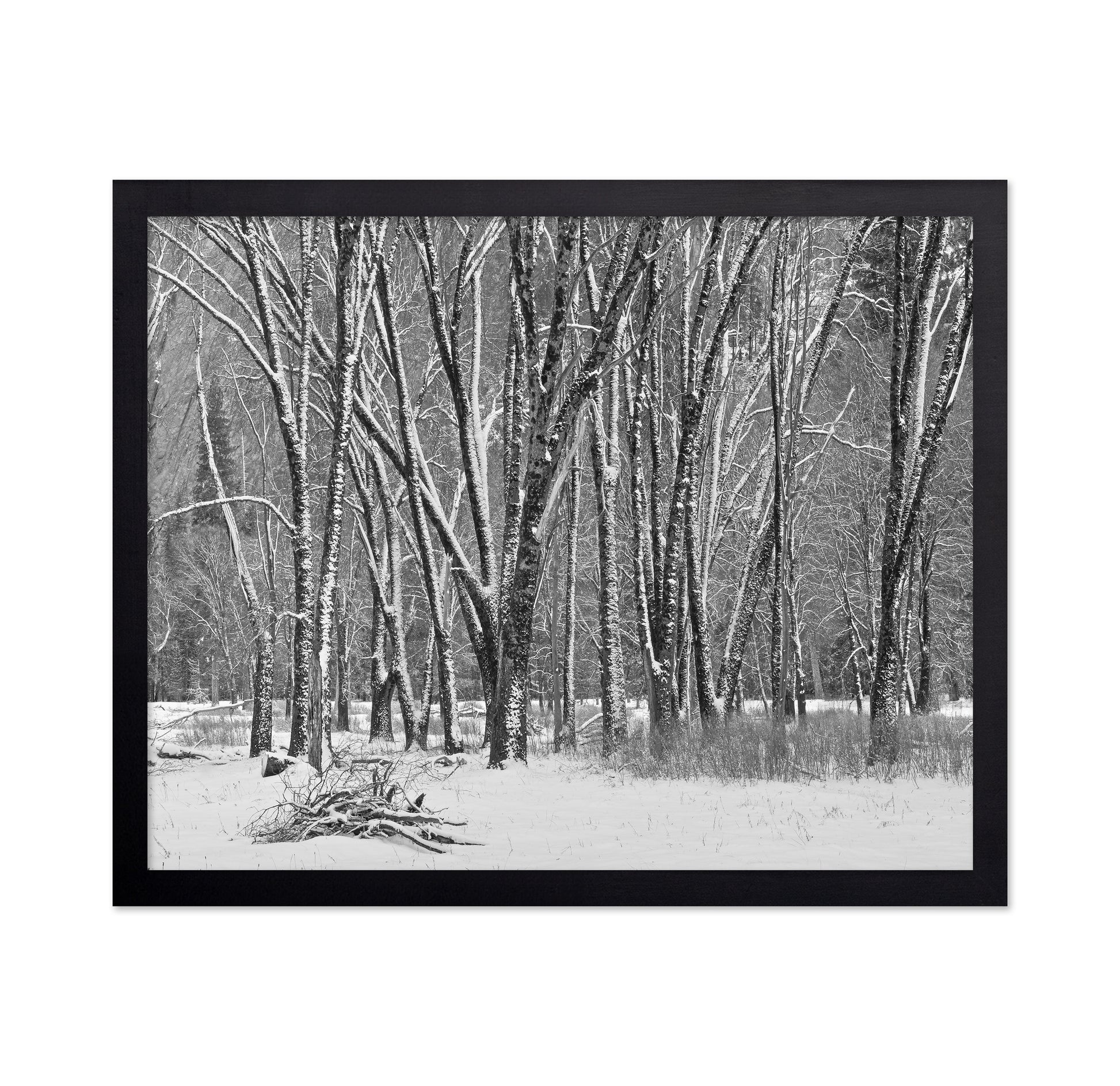 Snowy Forest Trees