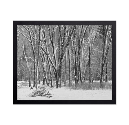 Snowy Forest Trees