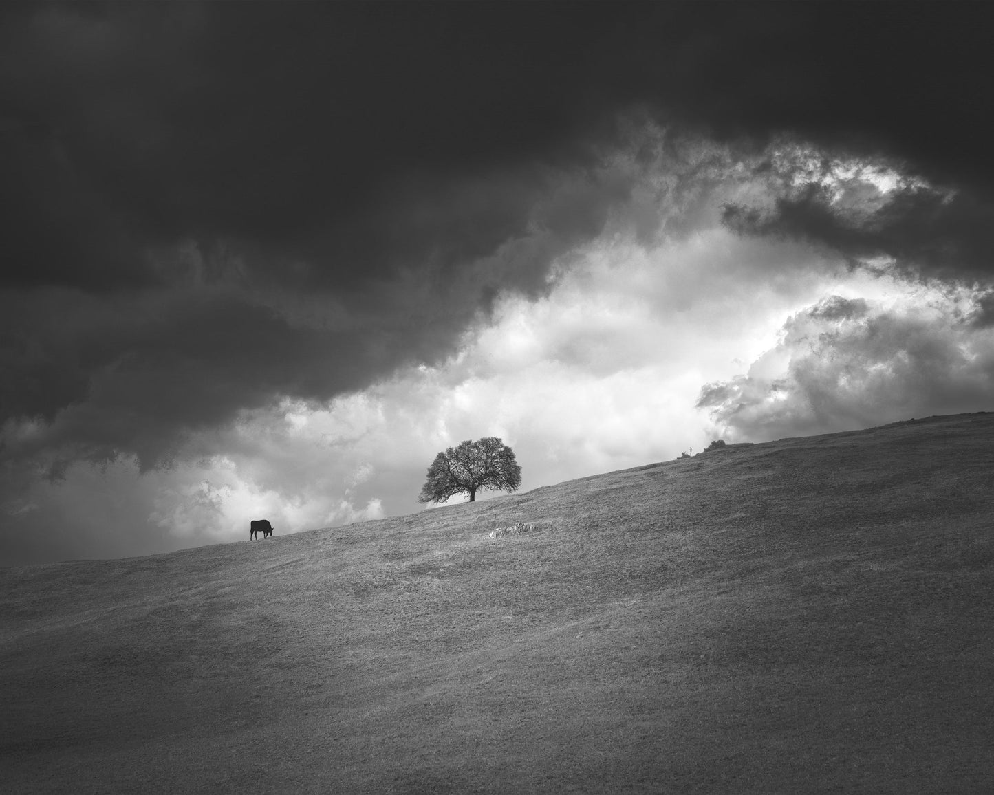 Stormy Hill Tree