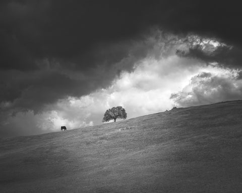 Stormy Hill Tree