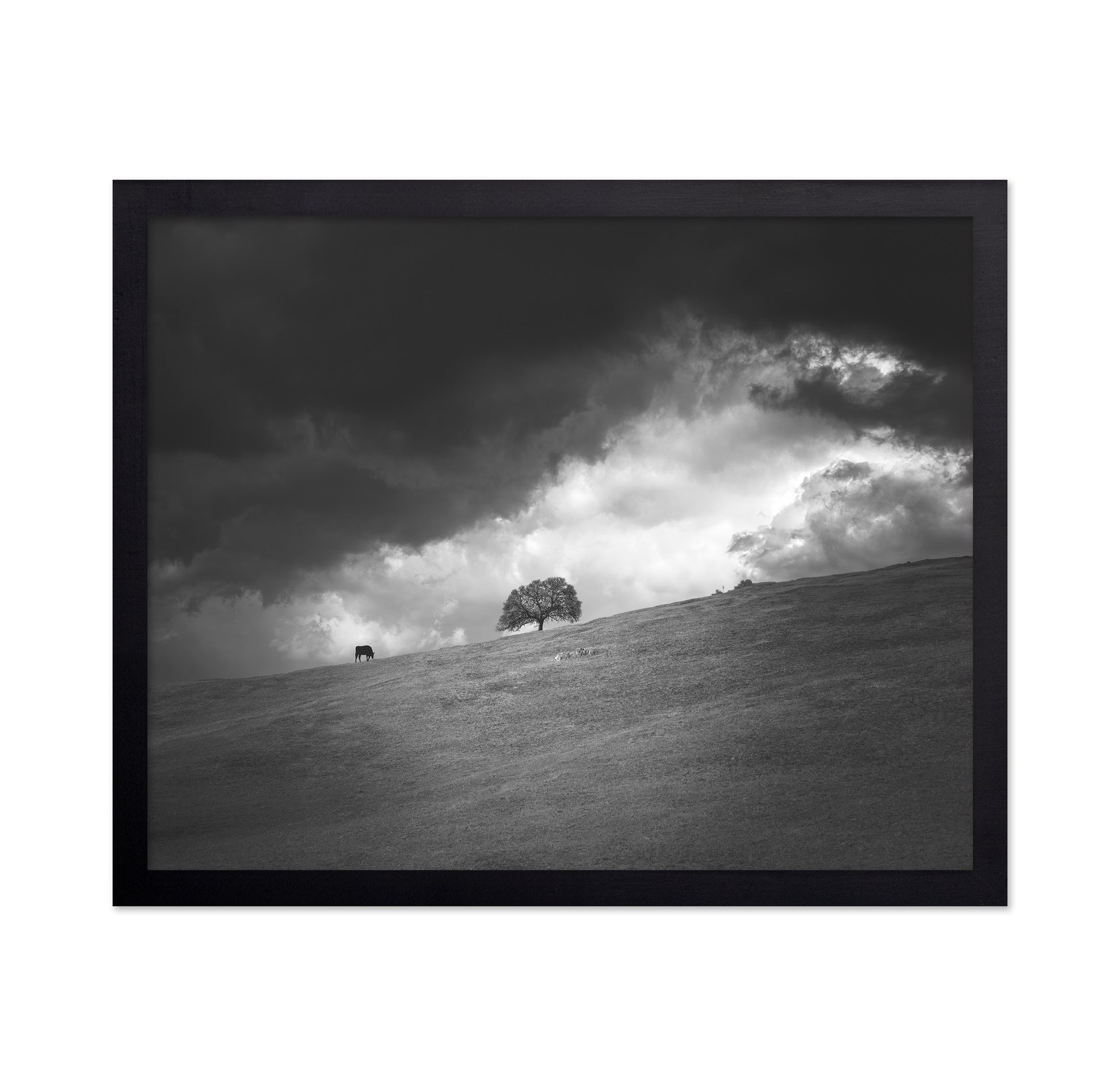 Stormy Hill Tree