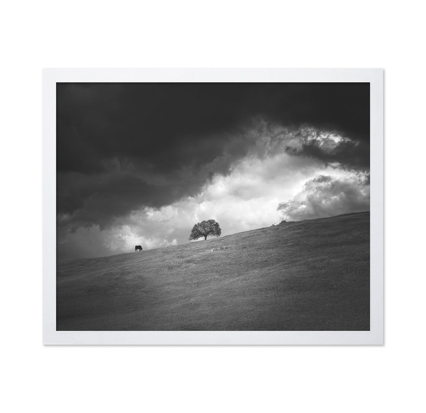 Stormy Hill Tree