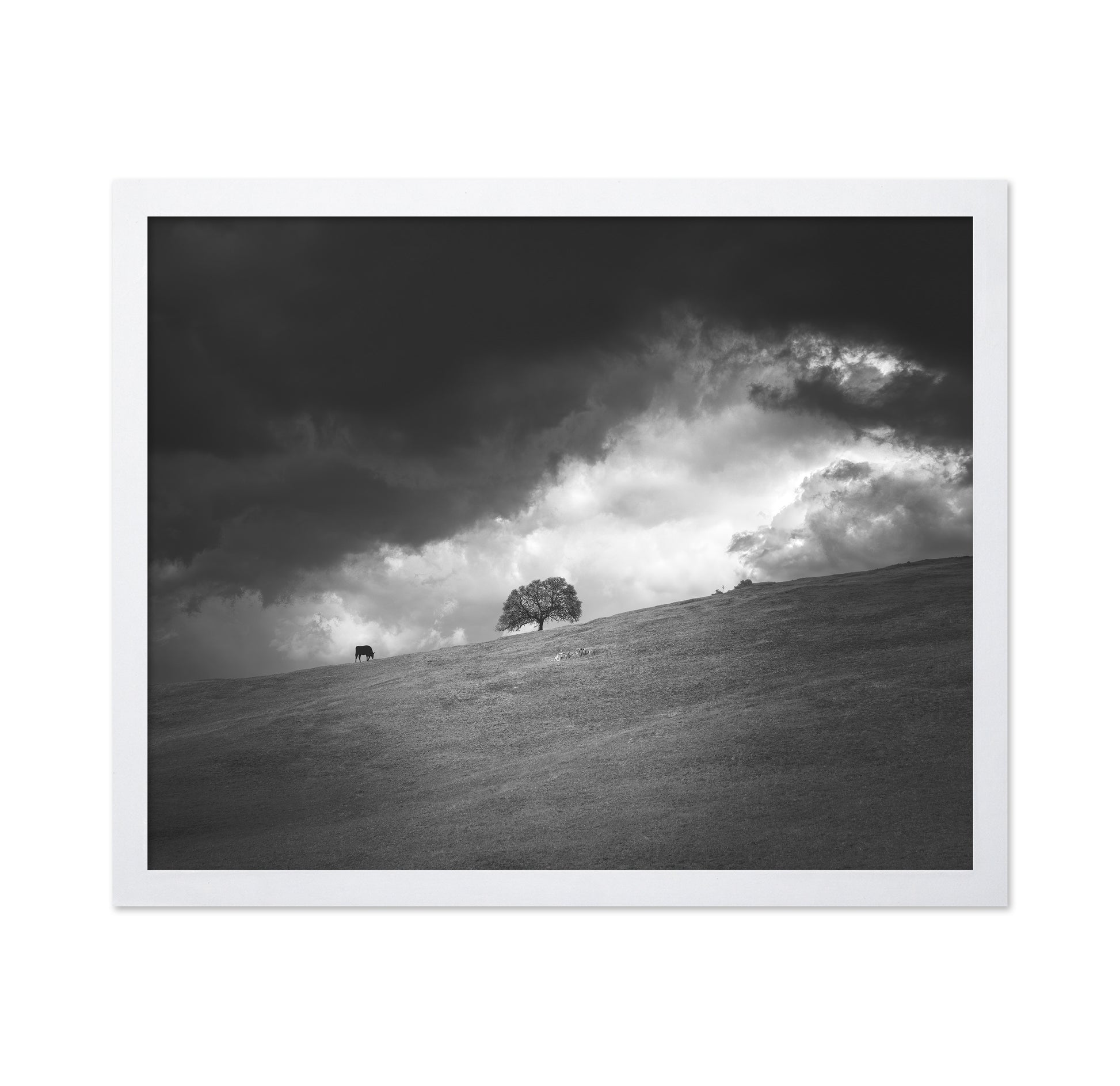 Stormy Hill Tree