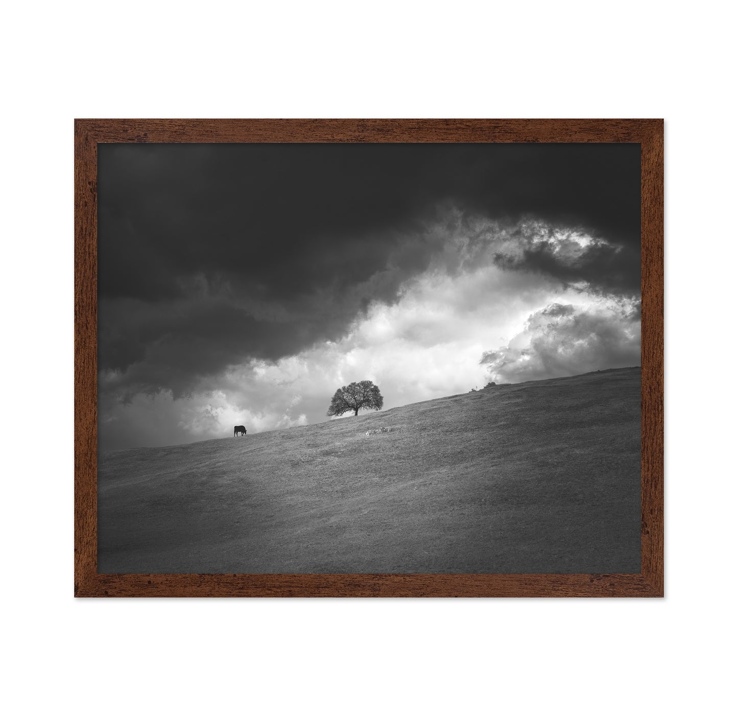 Stormy Hill Tree