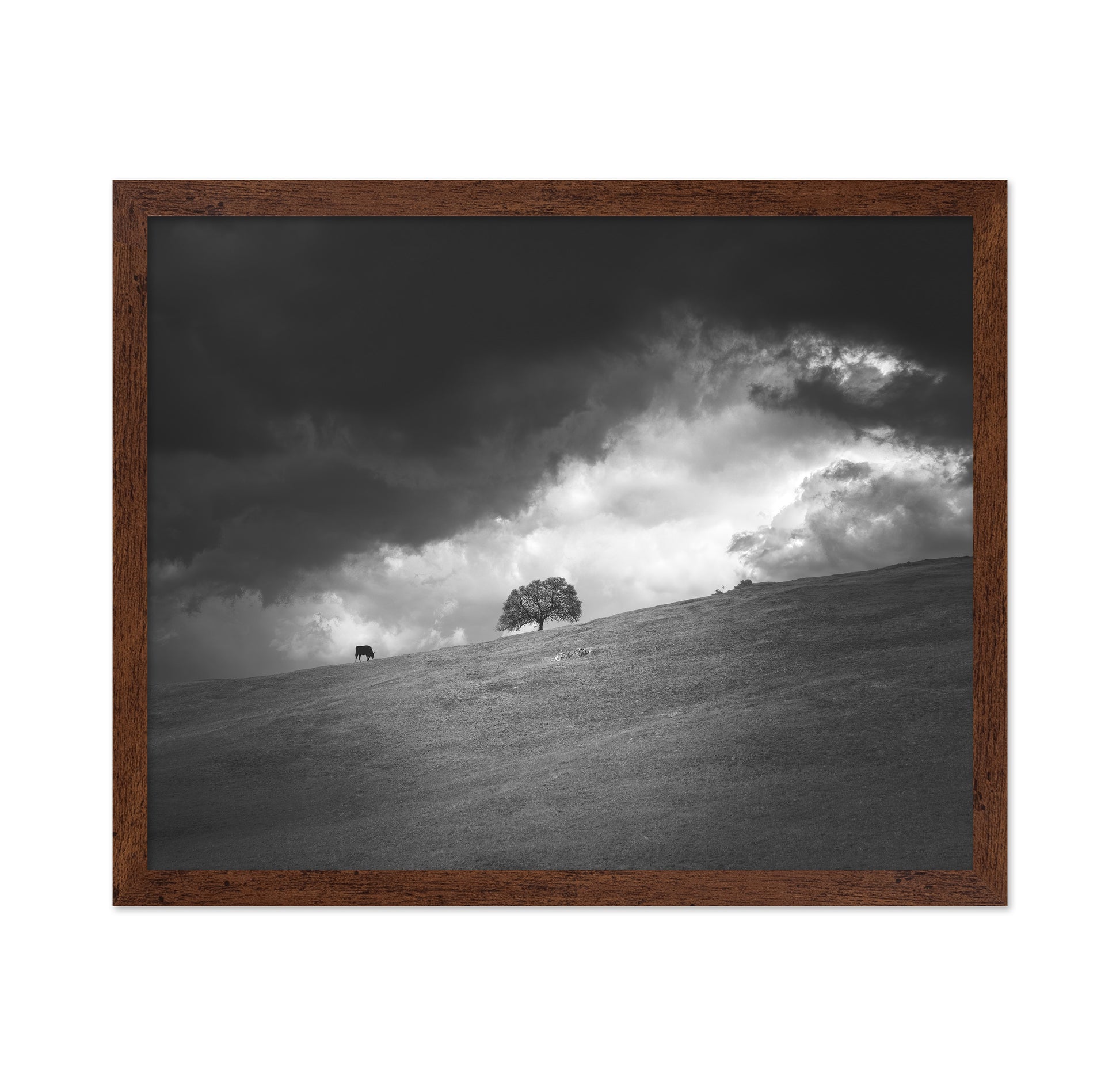 Stormy Hill Tree