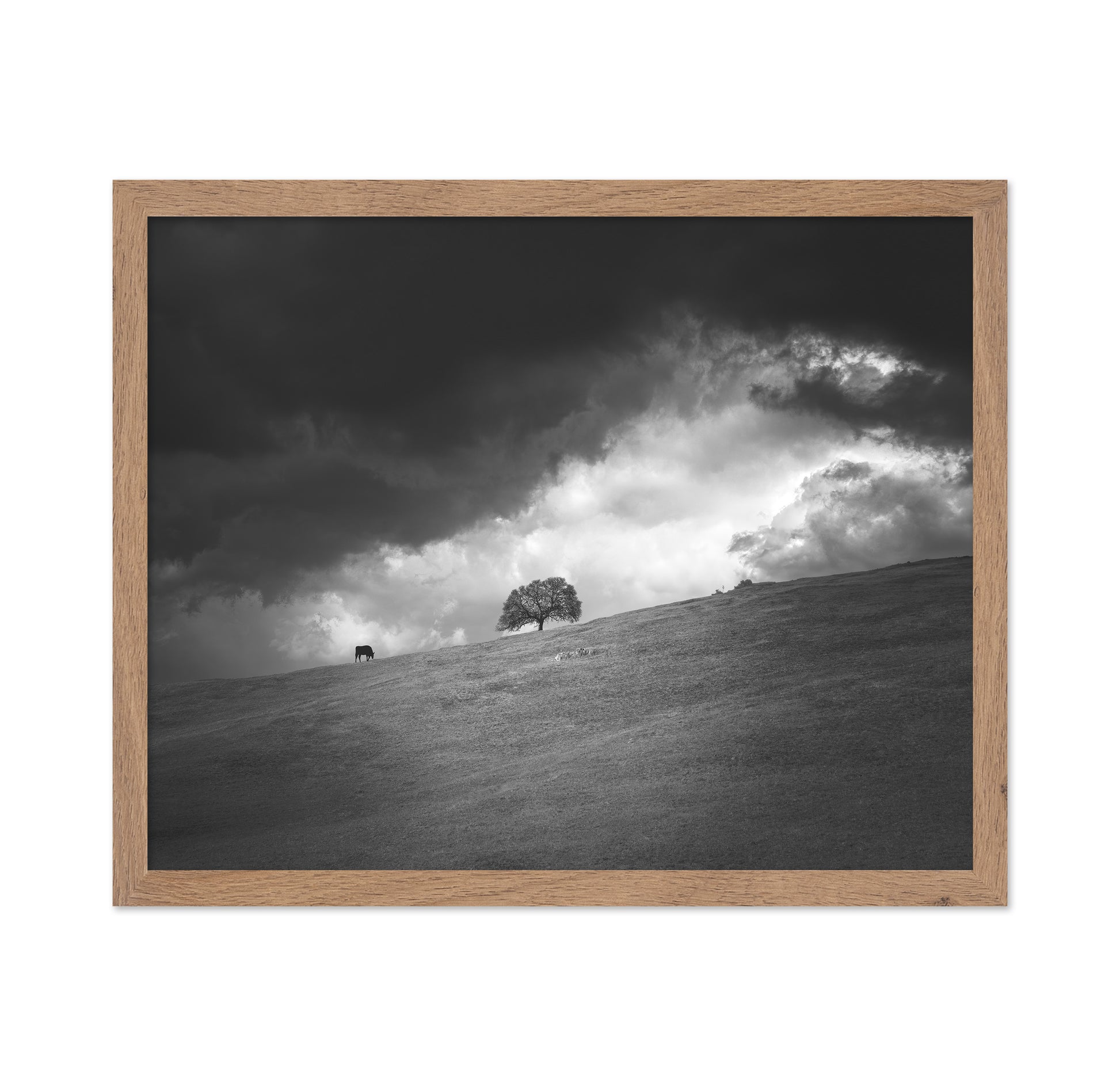 Stormy Hill Tree