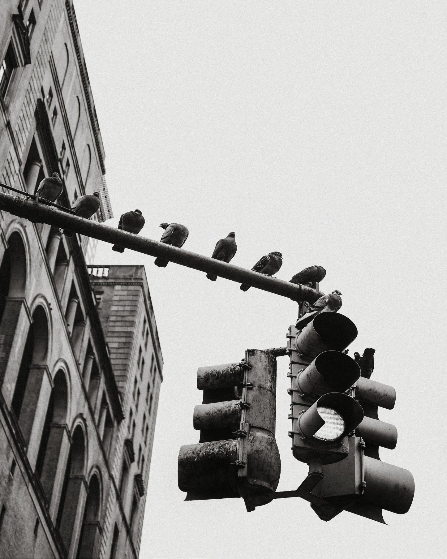 City Doves Line