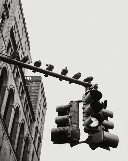 City Doves Line