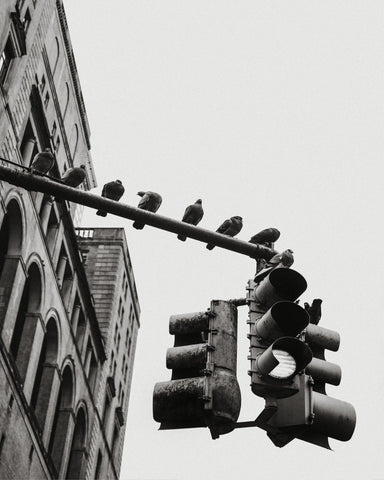 City Doves Line