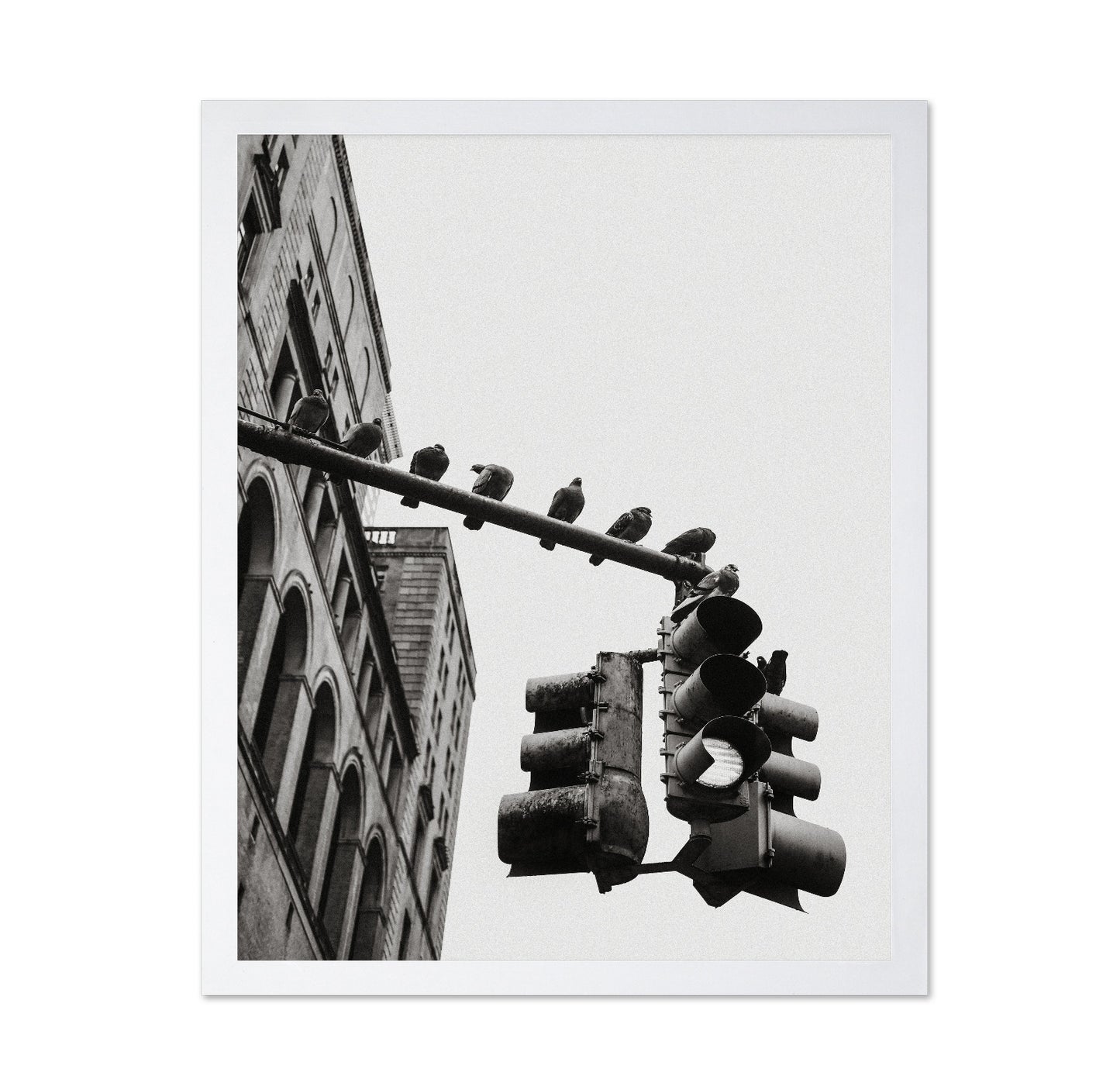 City Doves Line