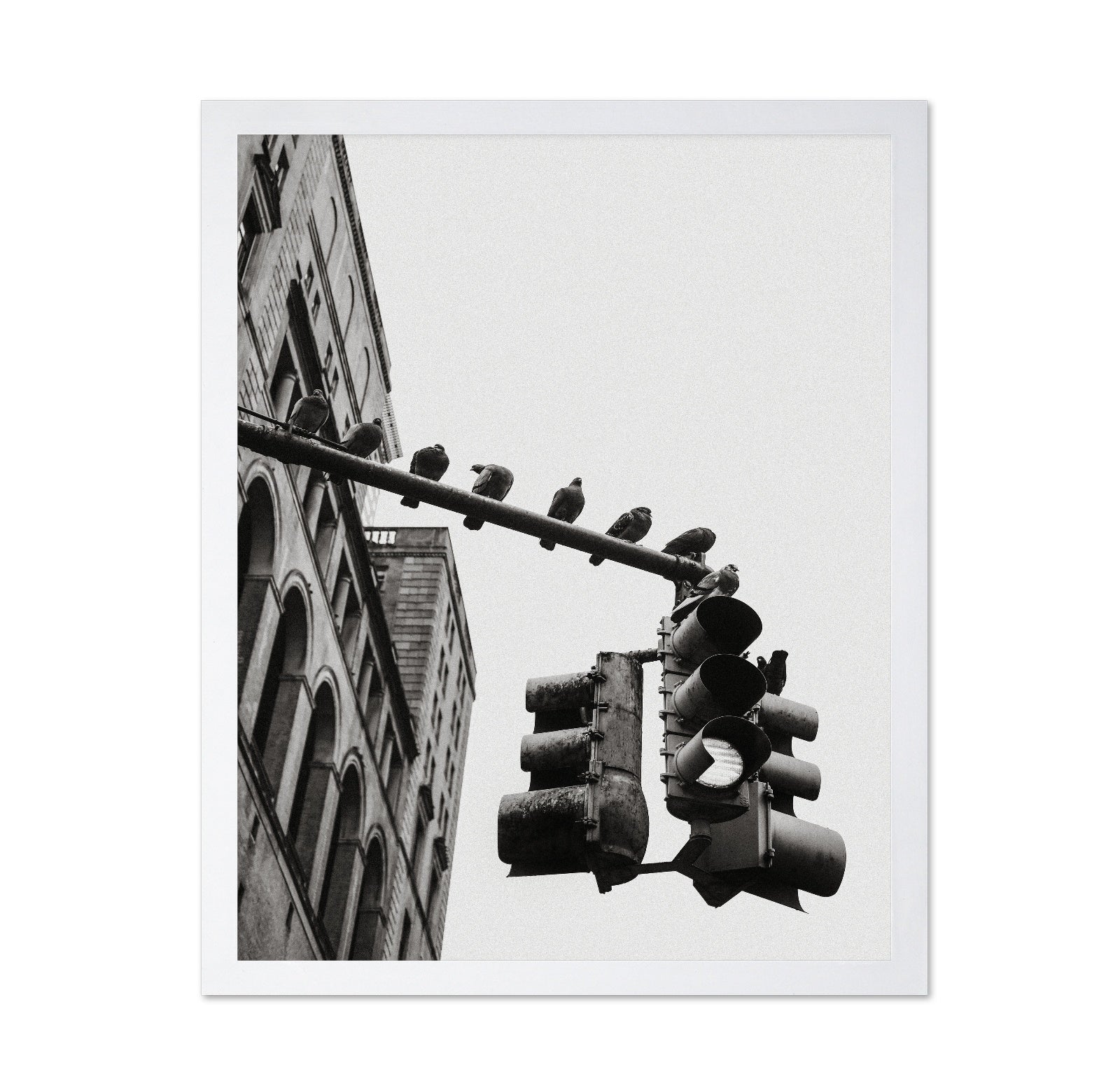 City Doves Line