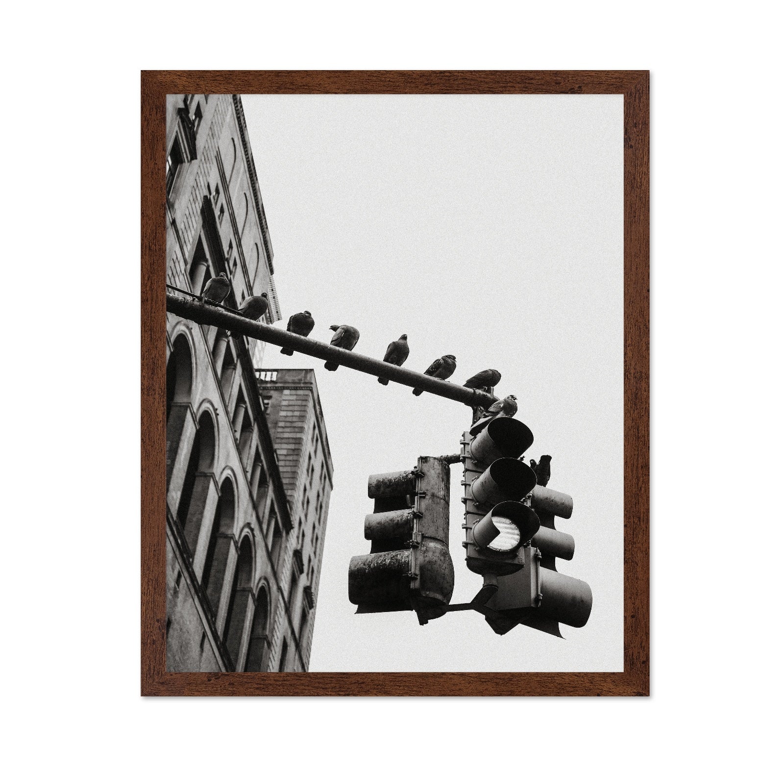 City Doves Line