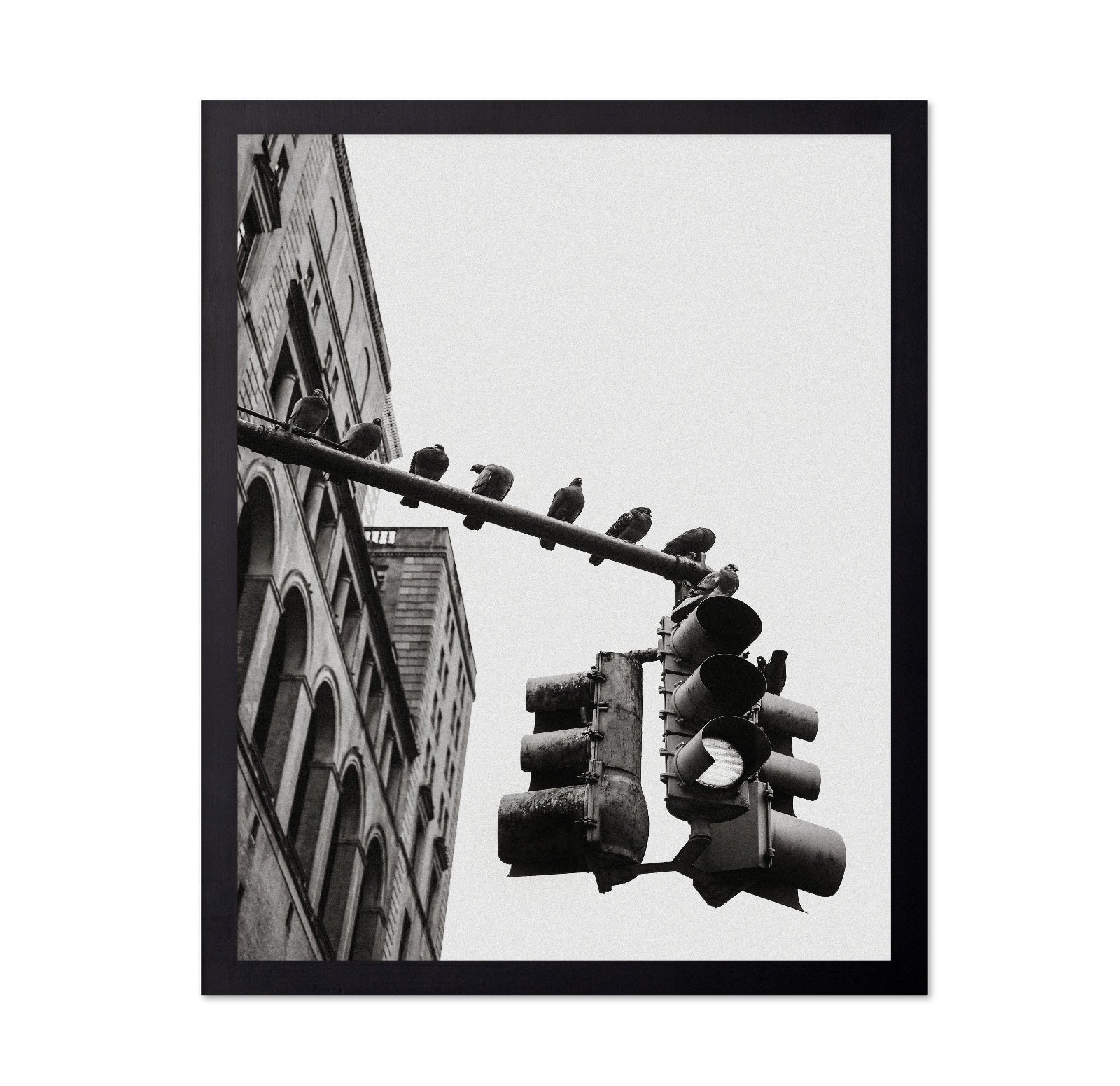 City Doves Line
