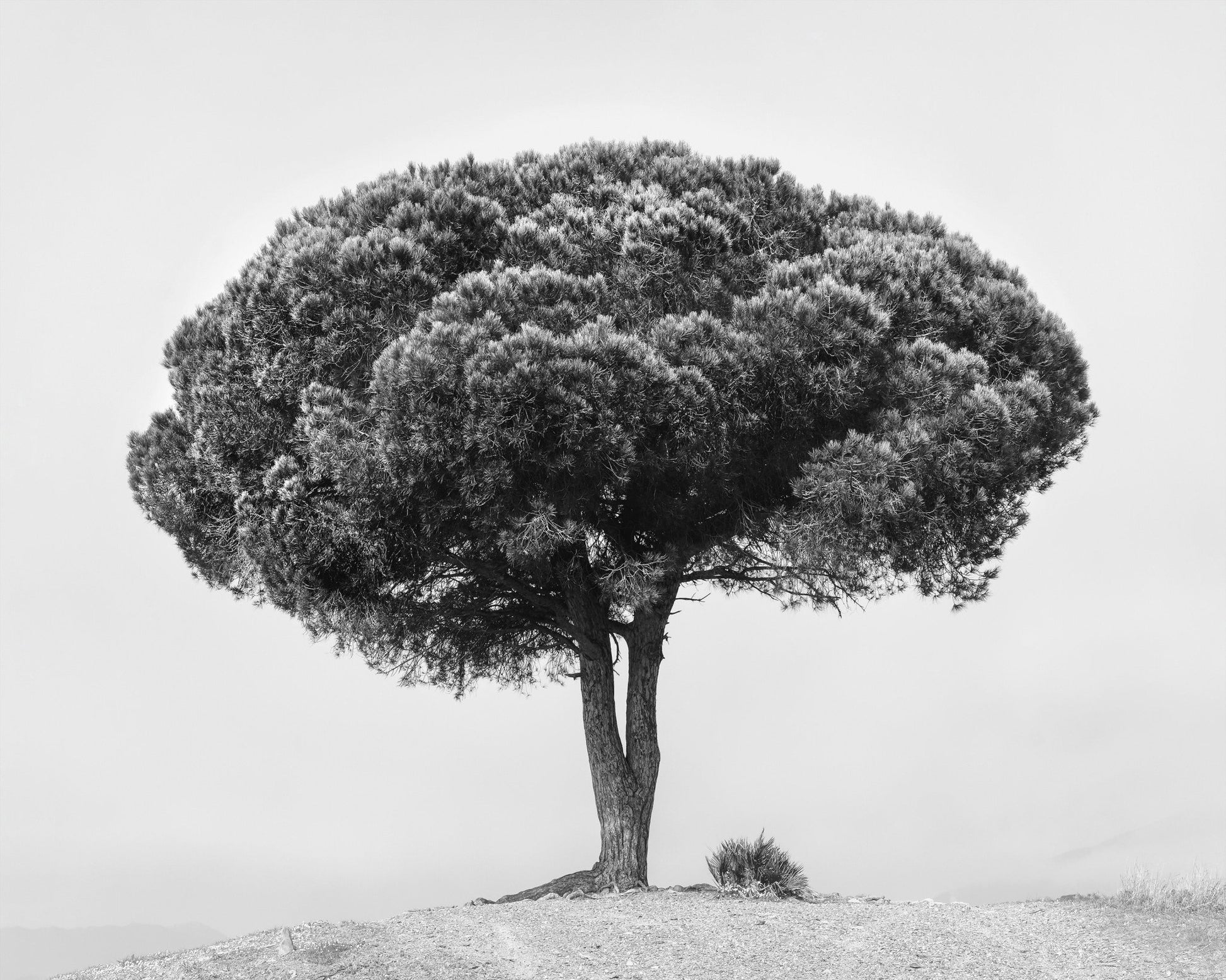 Lone Tree Silhouette