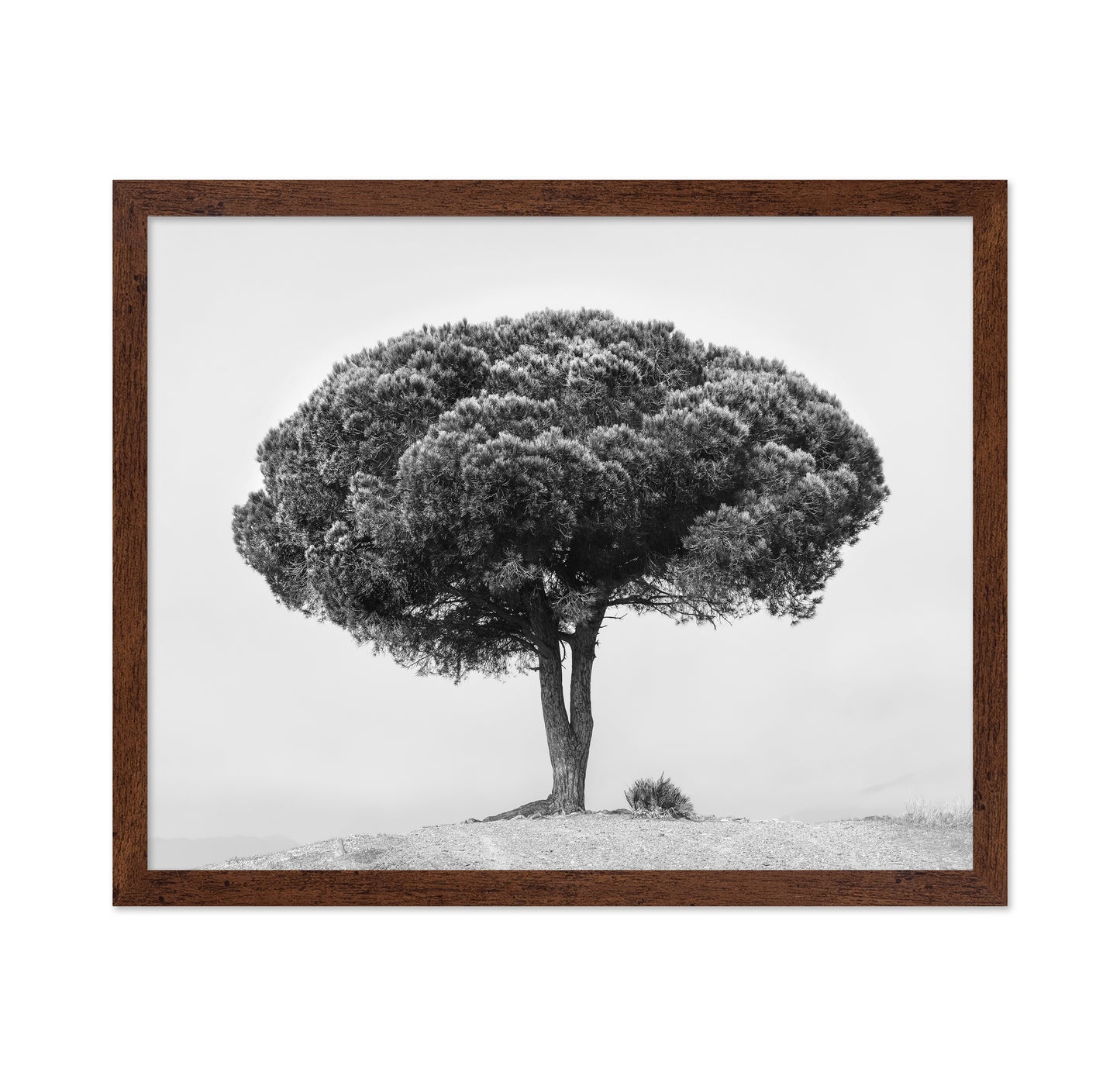Lone Tree Silhouette