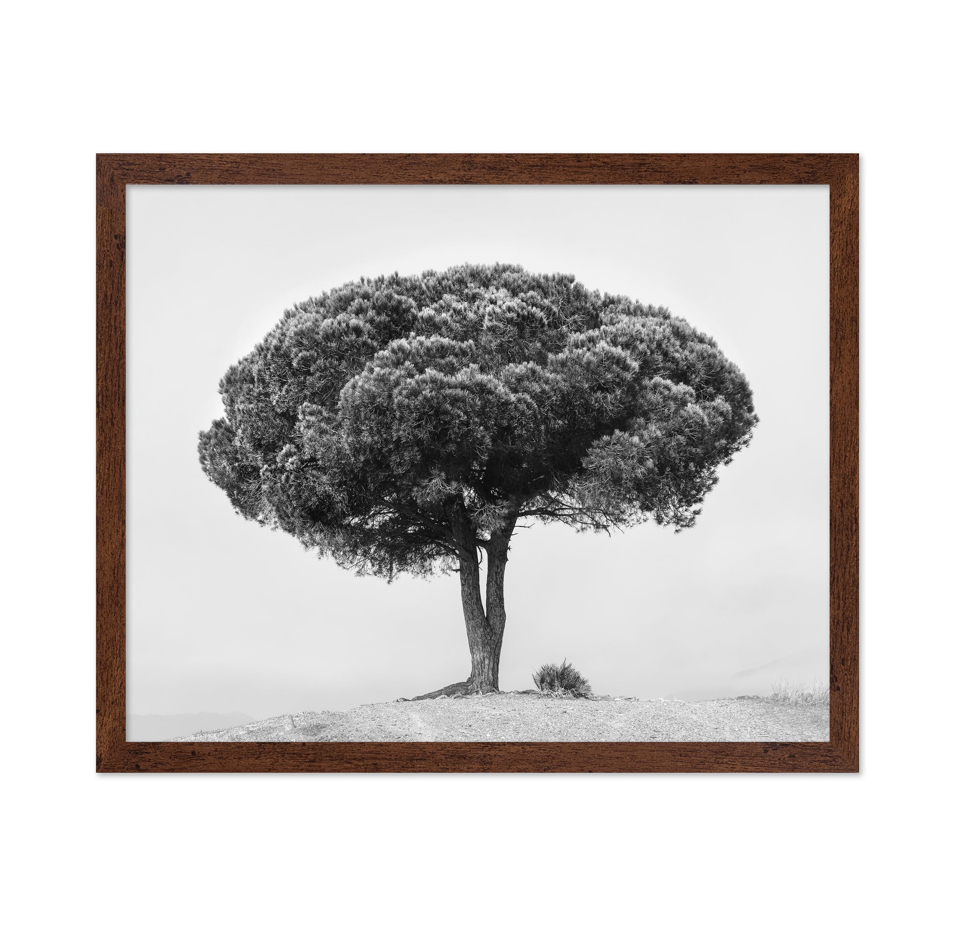 Lone Tree Silhouette