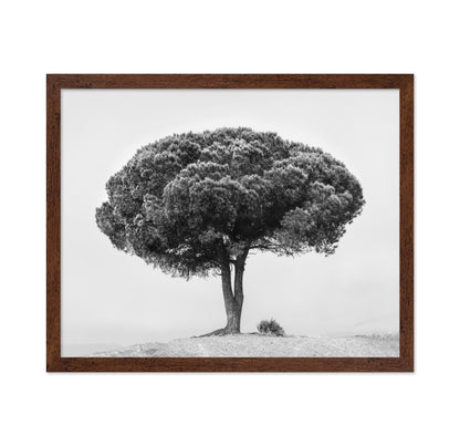 Lone Tree Silhouette