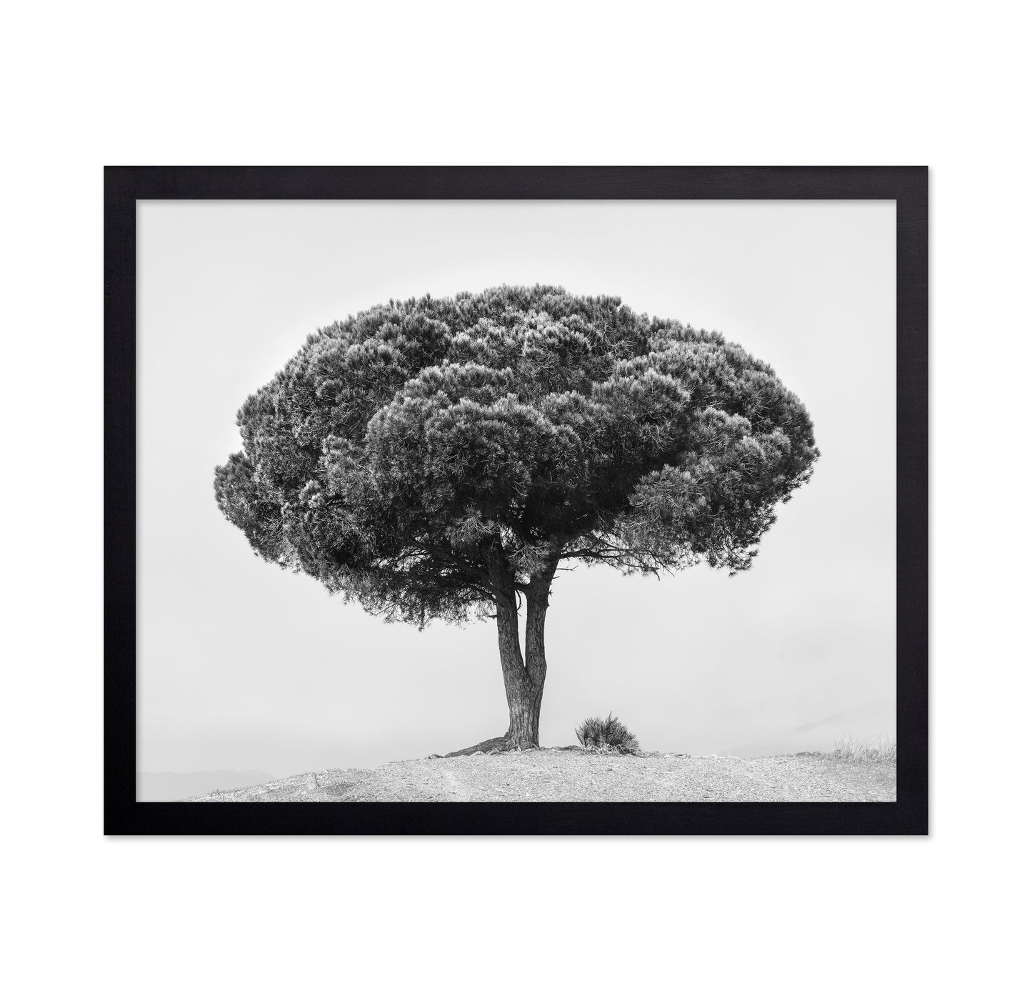 Lone Tree Silhouette