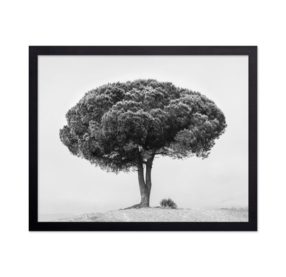 Lone Tree Silhouette