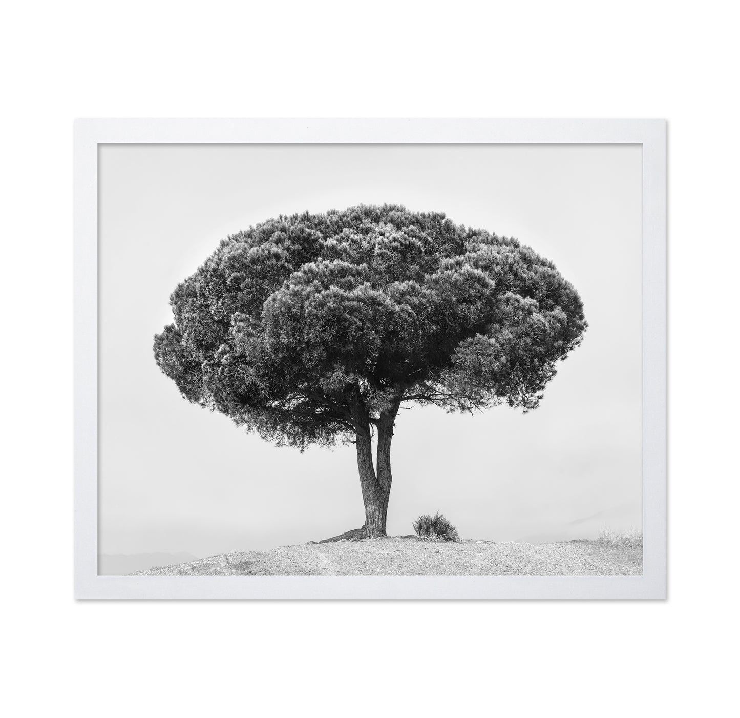 Lone Tree Silhouette