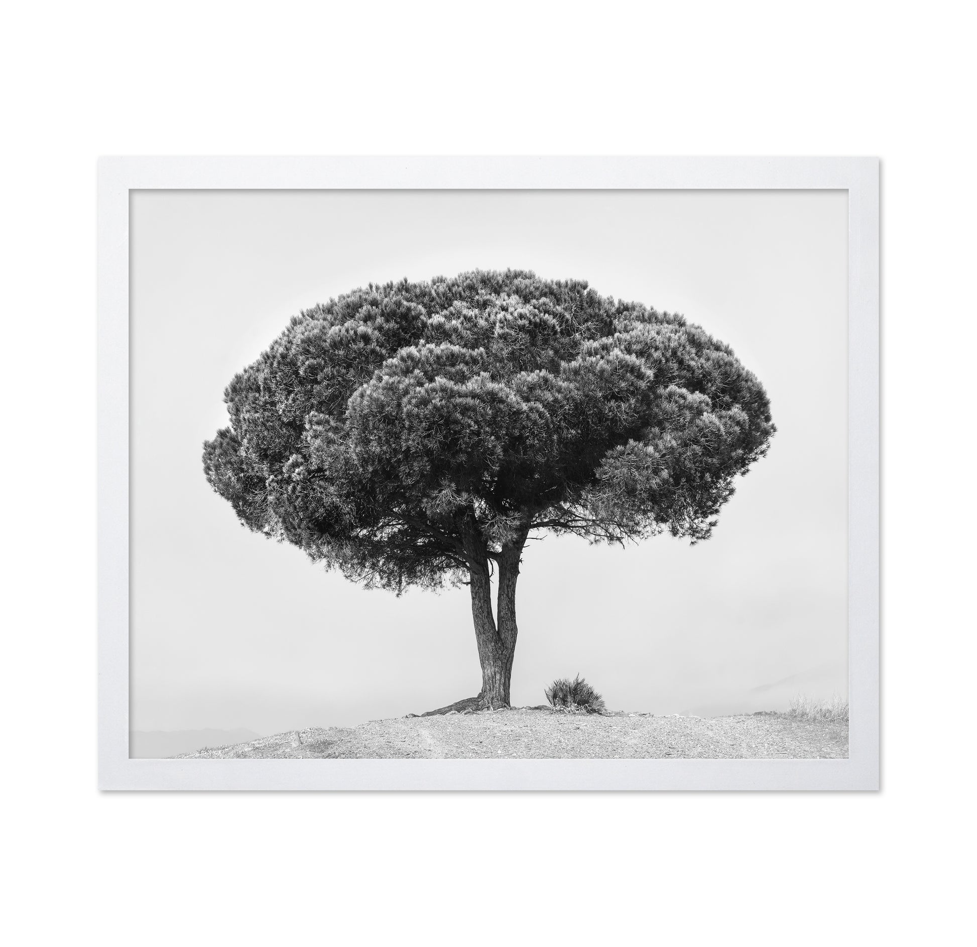 Lone Tree Silhouette