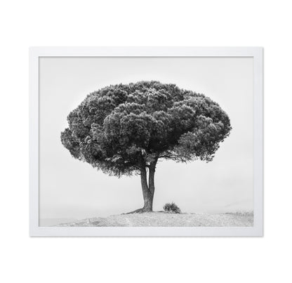 Lone Tree Silhouette