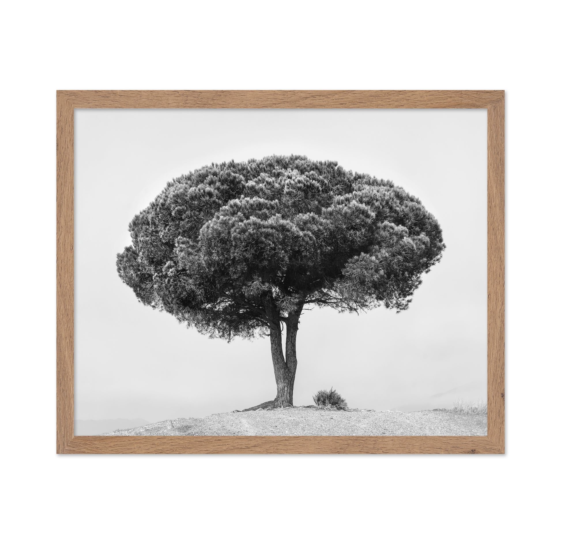 Lone Tree Silhouette