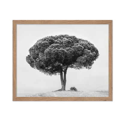 Lone Tree Silhouette