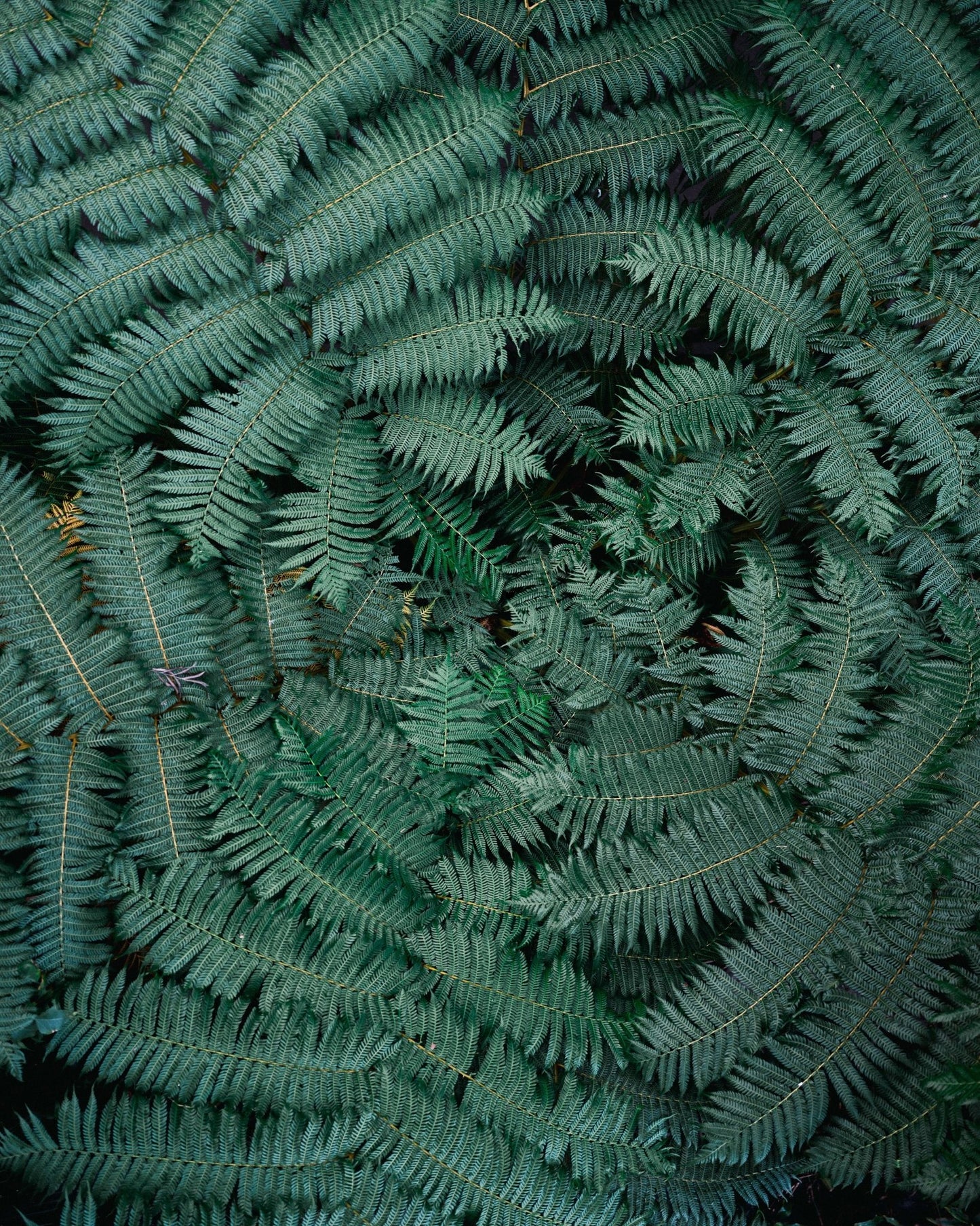Fern Leaf Pattern